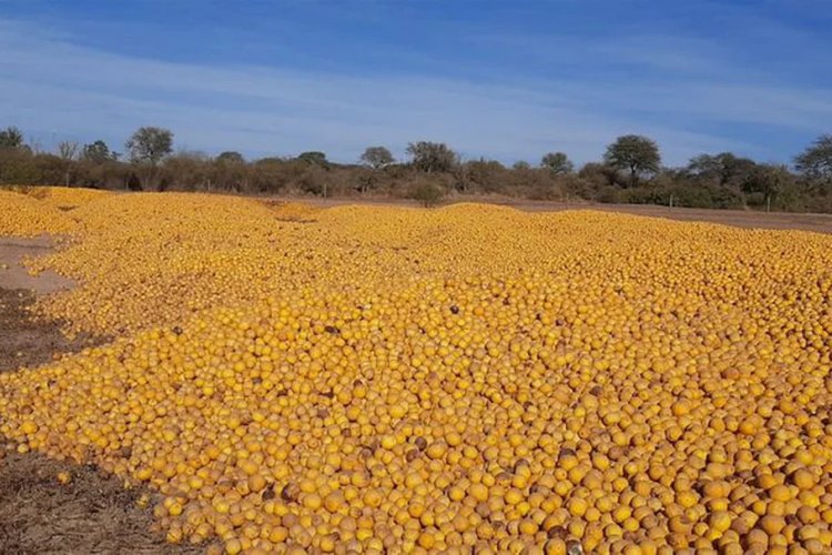 En crisis, productores de limones en Salta tiran la cosecha
