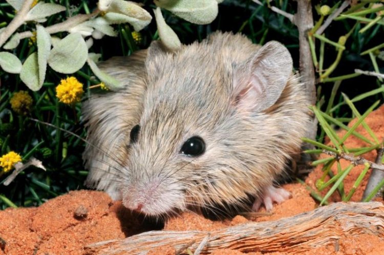 Una especie de ratón ‘resucita’ 150 años después de su extinción