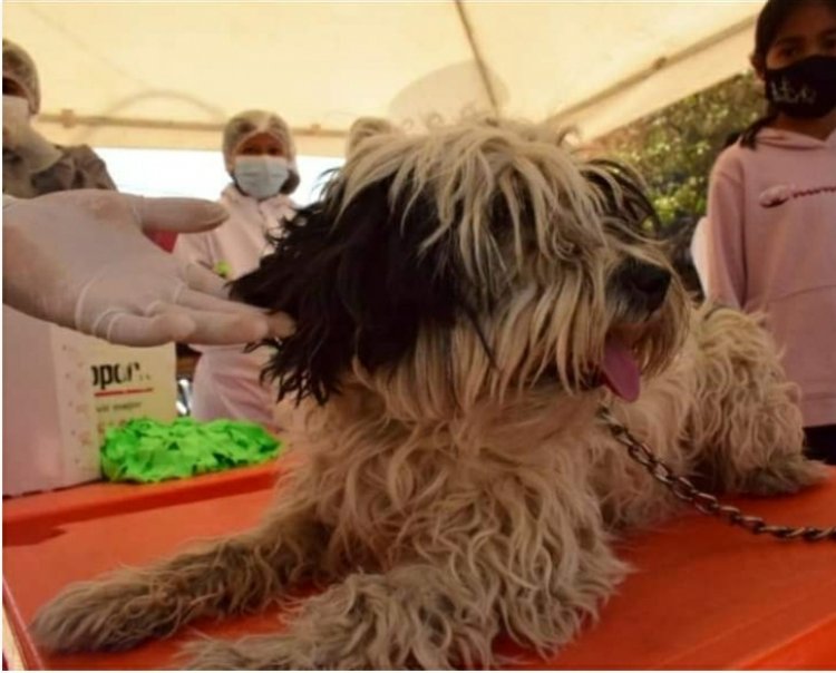 Inició la vacunación contra la rabia canina y felina  en la ciudad de Tarija