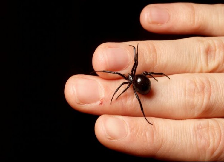 ¿Cómo reconocer una araña viuda negra y qué hacer en caso de una picadura?
