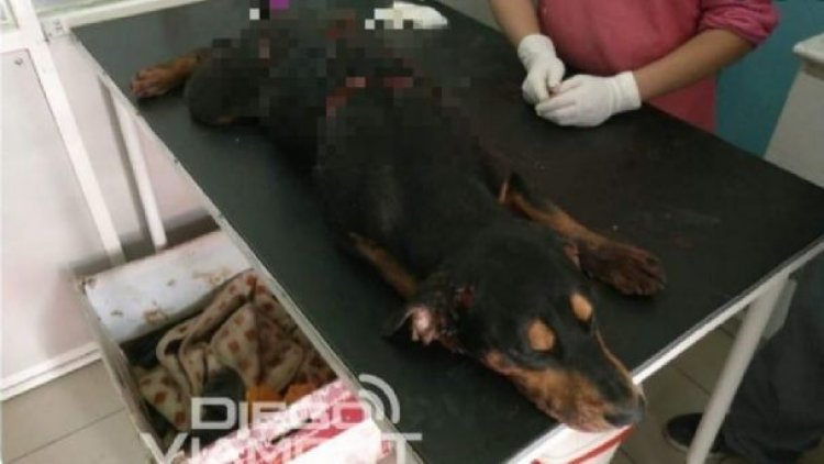 Atacan a machetazos a un perro, que no resistió y fue sometido a eutanasia