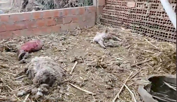 Tomatitas Norte: Perros pitbull atacaron y mataron a ovejas y chanchos en su corral