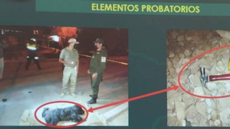Asesinan a un perro a martillazos en Cochabamba