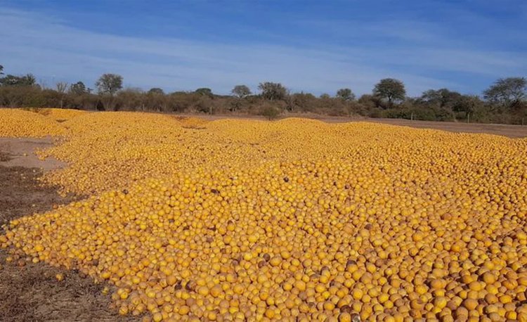 En crisis, productores de limones en Salta tiran la cosecha