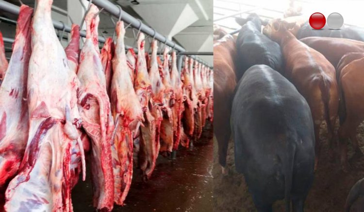 Sacrifican a las 25 vacas recuperadas con vida tras el robo en el Matadero Municipal de Tarija