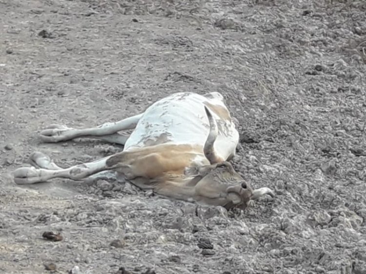 La sequía deja efectos lapidarios, existe mortandad de ganado en Bolivia.