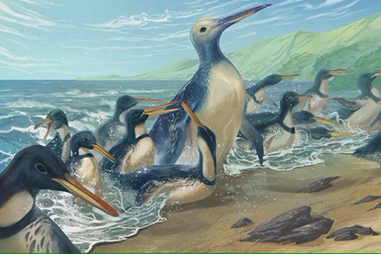 Hallaron fósiles del pingüino más grande que jamás haya existido