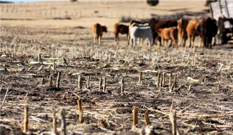 Gobierno confirma «crisis por la sequía» que afecta a 5 departamentos