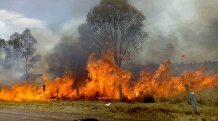 El fuego arrasó 296 mil hectáreas a la fecha en la Chiquitania